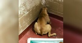 Imagem da notícia Depois de ser resgatada, cadelinha vivia tão assustada que não conseguia deixar cantinho do canil